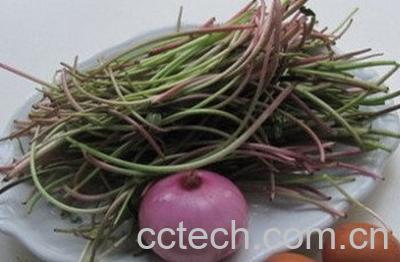  蒲公英可以降血压吗 -1