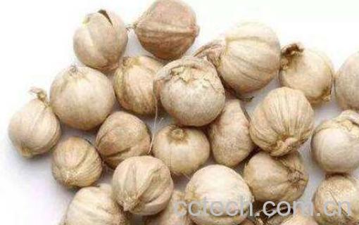 白豆蔻的功效与作用 白豆蔻的禁忌-1