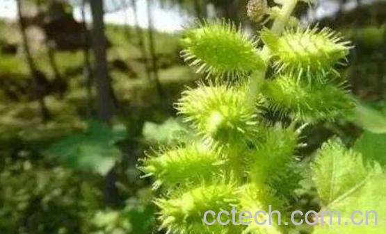 苍耳草的功效与作用 苍耳草泡水喝的好处-0