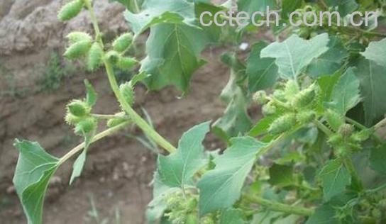 苍耳草泡水喝的好处-1