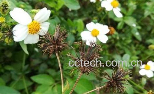 鬼针草的功效与作用 鬼针草能抗癌吗-1