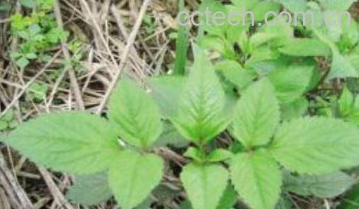 鬼针草的功效与作用 鬼针草能抗癌吗-0