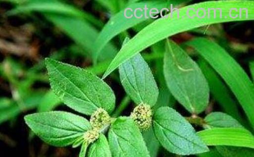 飞扬草的功效与作用-1