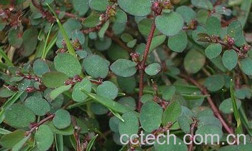 飞扬草的功效与作用-0