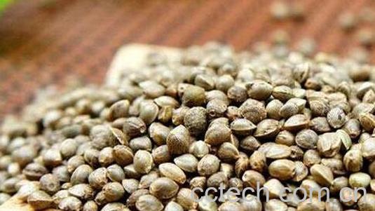 吃火麻仁的好处 火麻仁的营养价值 常见食用方法-1