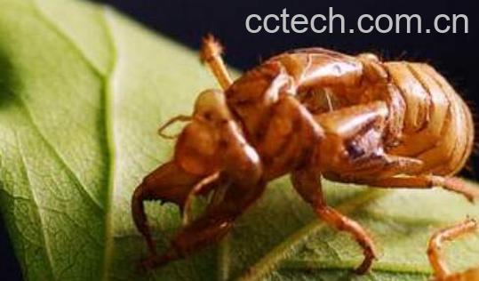 蝉衣的功效与作用-0