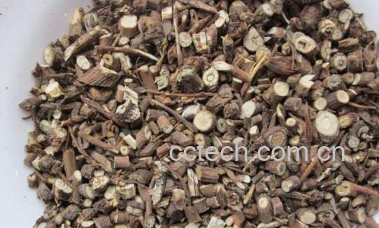 北柴胡的功效与作用及禁忌-0