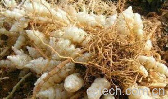 草石蚕的功效与作用 吃草石蚕的好处-0