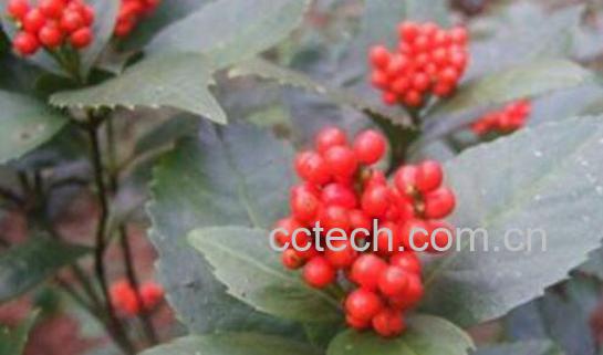 草珊瑚的功效与作用-0