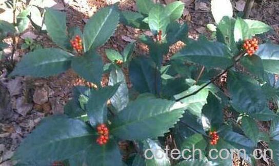 草珊瑚的功效与作用-1