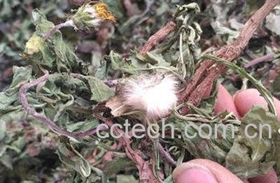  鲜蒲公英晒干方法技巧-0