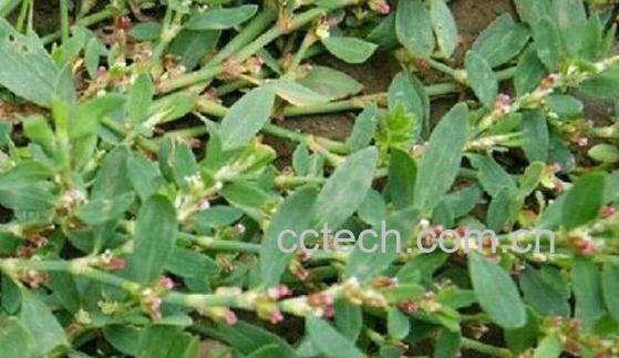 草血竭的功效与作用 草血竭的食用禁忌-1