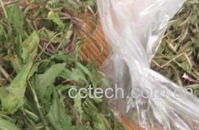  鲜蒲公英晒干方法技巧-1