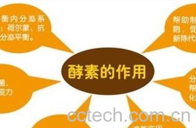 蒲公英酵素的功效与作用-1