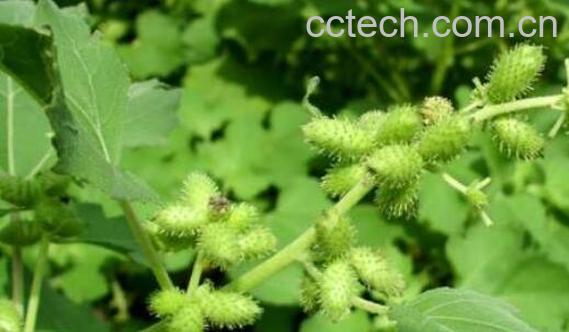 苍耳草的功效与作用及禁忌-0