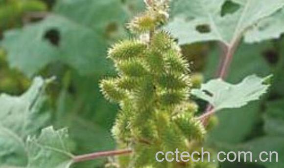苍耳草的功效与作用及禁忌-1