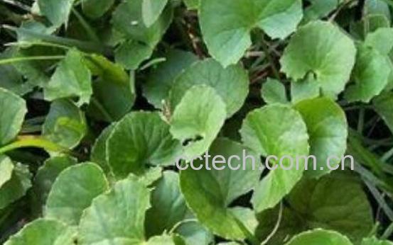 崩大碗的功效与作用 崩大碗副作用-0