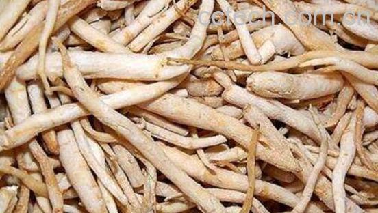 北沙参和南沙参的区别 吃北沙参的好处-0