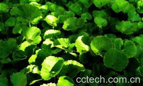 崩大碗的功效与作用 崩大碗副作用-1