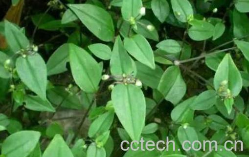 穿骨草的功效与作用-0