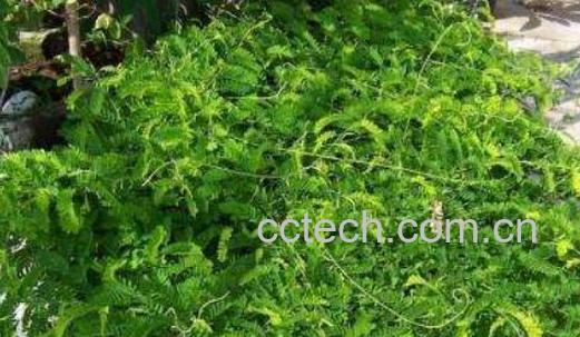 穿骨草的功效与作用-1