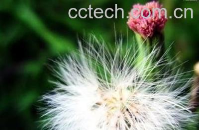  蒲公英的用途与作用-0