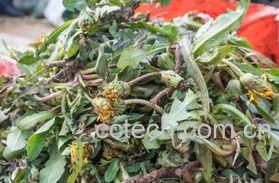 蒲公英过敏如何治-0