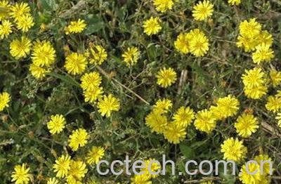  蒲公英的用途与作用-1