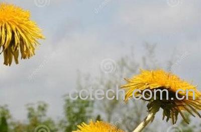 蒲公英过敏什么症状-0