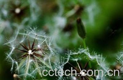 蒲公英过敏什么症状-1