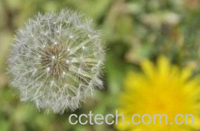蒲公英有几种-1