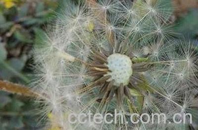 蒲公英有几种-0