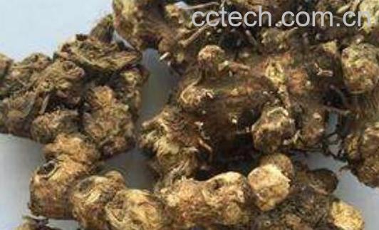 北苍术的功效与作用 北苍术与茅苍术的区别-0