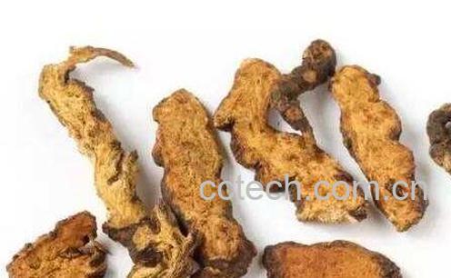 北苍术的功效与作用 北苍术与茅苍术的区别-1