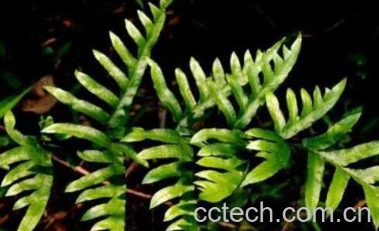 半边旗的功效与作用 半边旗的食用禁忌-1