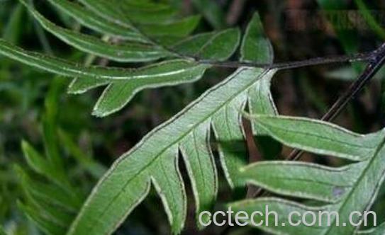 半边旗的功效与作用 半边旗的食用禁忌-0