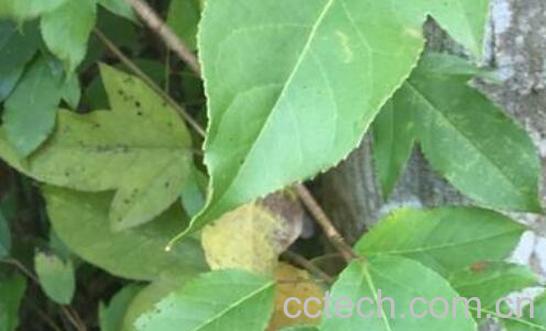 半枫荷的功效与作用及药用价值-0