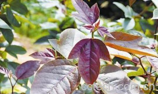 半枫荷的功效与作用及药用价值-1