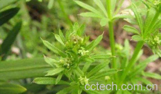 q蓄的功效与作用及药用价值-1