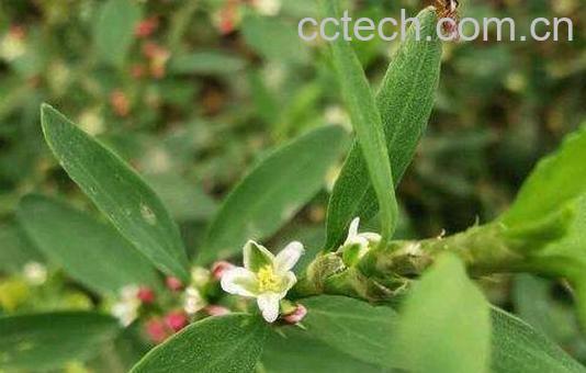 q蓄的功效与作用及药用价值-0