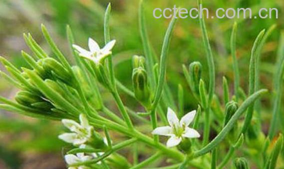 百蕊草的功效与作用-0