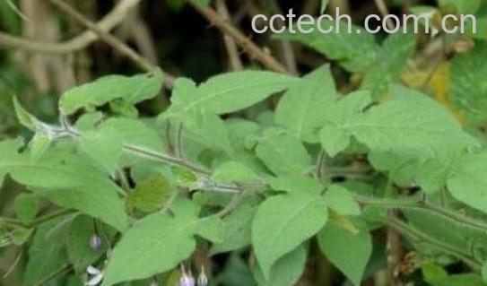 白英的功效与作用 白英的食用禁忌-0