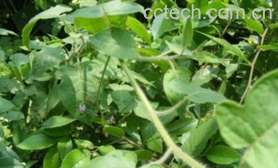 白英的功效与作用 白英的食用禁忌-1