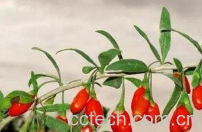  蒲公英加枸杞泡水的功效与作用-1