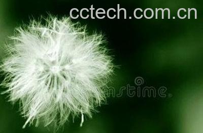  蒲公英毛的功效与作用-0