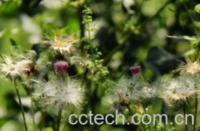 蒲公英怎么用效果最好-1