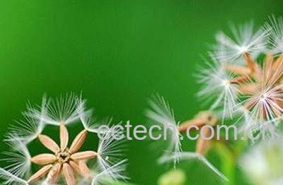  蒲公英毛的功效与作用-1