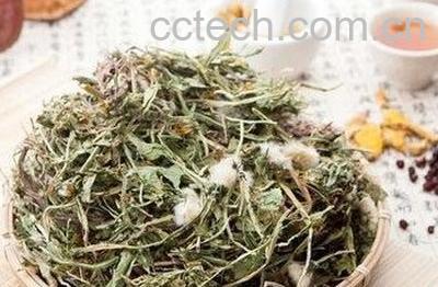 蒲公英跟什么配不寒-1