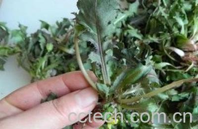 蒲公英跟什么配不寒-0