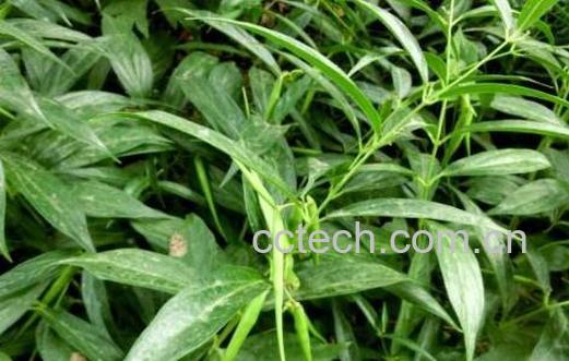 白前的功效与作用及食用方法-0